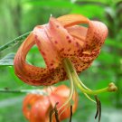 20 Seeds Orange TURKS CAP Tiger LILY Lilium Superbum Flower