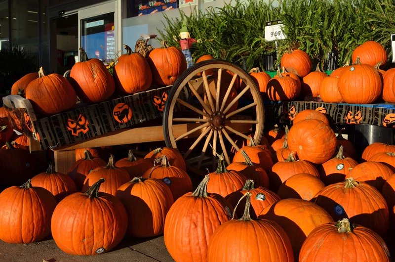 50 Seeds SPOOKIE PUMPKIN aka Deep Sugar Pie Pumpkin Cucurbita Pepo Vegetable