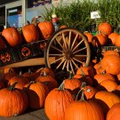 50 Seeds SPOOKIE PUMPKIN aka Deep Sugar Pie Pumpkin Cucurbita Pepo Vegetable