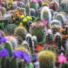 50 Seeds CACTUS MIX 'FINEST MIXED' Succulent Flower