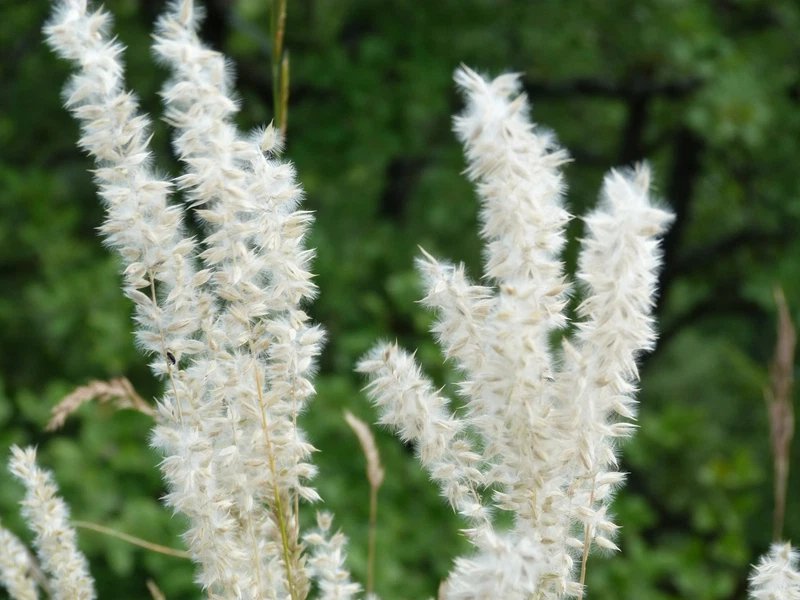 20 Seeds WHITE MELIC GRASS Melica Ciliata Silky Spike Pearl Hairy Grass Flower