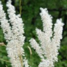 20 Seeds WHITE MELIC GRASS Melica Ciliata Silky Spike Pearl Hairy Grass Flower