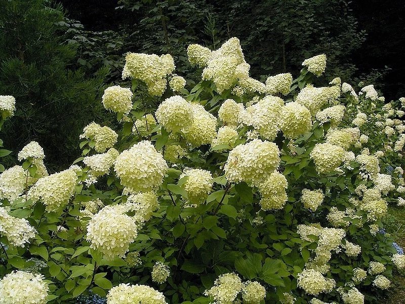 50 Seeds PEE GEE HYDRANGEA Paniculata Peegee Panicle White Pink Flower Shrub