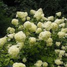 50 Seeds PEE GEE HYDRANGEA Paniculata Peegee Panicle White Pink Flower Shrub