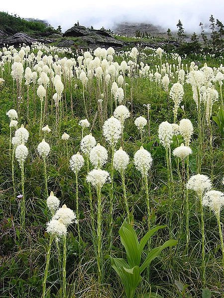 100 Seeds BEAR GRASS aka BEAR LILY Beargrass Ornamental Xerophyllum Tenax Flower