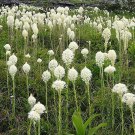 100 Seeds BEAR GRASS aka BEAR LILY Beargrass Ornamental Xerophyllum Tenax Flower