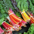 150 Seeds RAINBOW MIX SWISS CHARD Mixed Colors Beta Vegetable