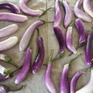 25 Seeds BRIDE EGGPLANT White & Purple Fruit Vegetable Solanum Melongena