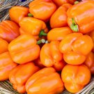 100 Seeds ORANGE KING BELL PEPPER Sweet Capsicum Annuum Vegetable