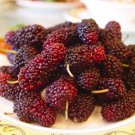 15 Seeds MULBERRY Bush Morus Rubra Red Berry Fruit