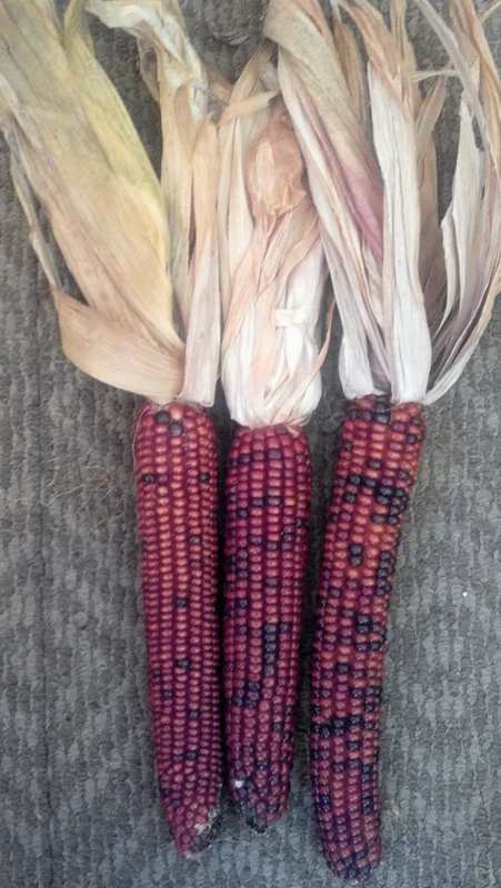 20 Seeds-lARGE 'BURNT ORANGE' CORN Dark Orange Ornamental Vegetable