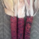 20 Seeds-lARGE 'BURNT ORANGE' CORN Dark Orange Ornamental Vegetable