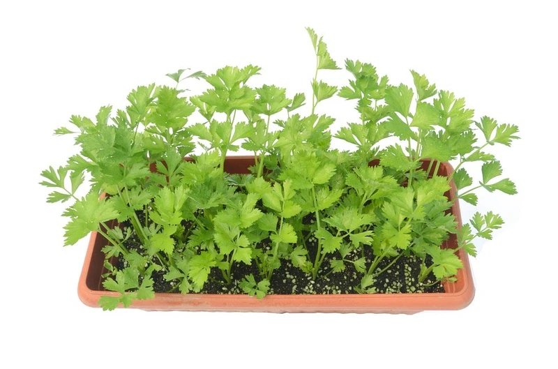 2000 Seeds CUTTING LEAF CELERY Apium Graveolens Soup Vegetable Herb