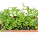 2000 Seeds CUTTING LEAF CELERY Apium Graveolens Soup Vegetable Herb