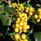 15 Seeds ARABICA COFFEE Shrub  Grow your own coffee