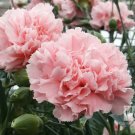 50 Seeds-la France PINK CARNATION Dianthus Caryophyllus Chabaud Flower