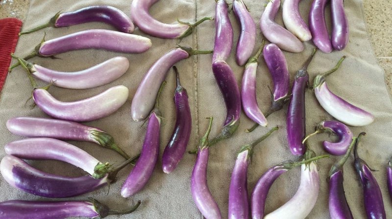 25 Seeds BRIDE EGGPLANT White & Purple Fruit Vegetable Solanum Melongena