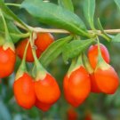 100 Seeds OUT OF POD Himalayan Tibetian GOJI BERRY  Wolfberry Shrub Bush Fruit