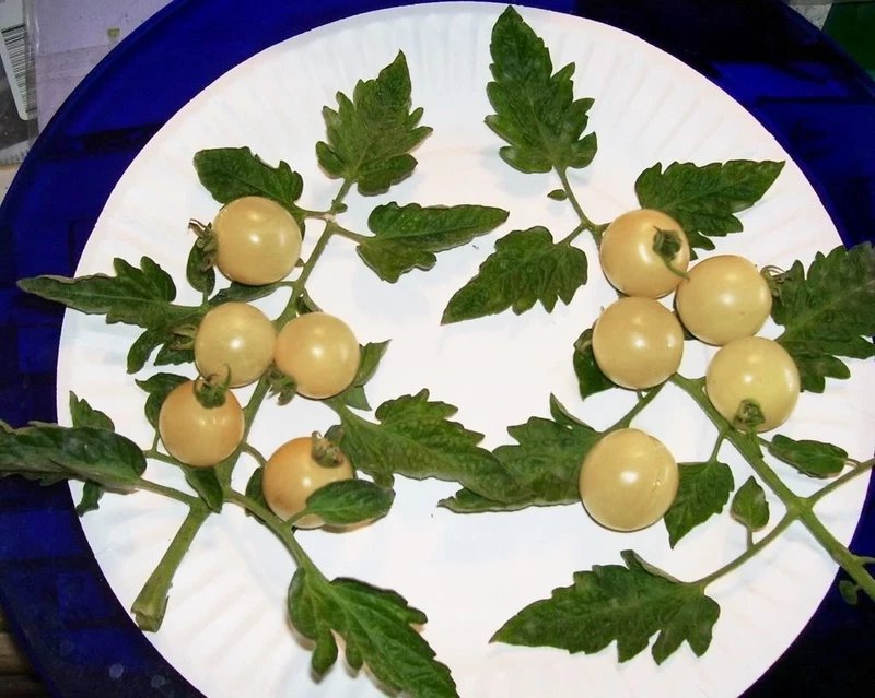 50 Seeds Organic SNOW WHITE CHERRY TOMATO Lycopersicon Fruit Vegetable