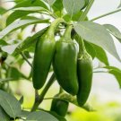 400 Seeds EARLY JALAPENO PEPPER Green Medium Hot Chili Capsicum Annuum Vegetable