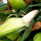100 Seeds COUNTRY GENTLEMAN WHITE CORN Sweet Heirloom Vegetable