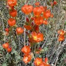 20 Seeds Apricot DESERT GLOBEMALLOW Mallow Sphaeralcea Ambigua Flower ip