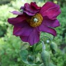 10 Seeds MIXED HIMALAYAN POPPY Blue Red Violet Meconopsis Napaulensis Mix Flower