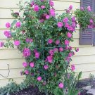 5 Seeds PURPLE CLIMBING ROSE Rosa Bush Vine Climber Fragrant Butterfly Flower