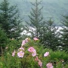 15 Seeds Pink WOOD'S ROSE Bush Mountain Rose Rosa Woodsii Fragrant Flower