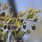 5 Seeds JOJOBA Simmondsia Chinensis Fruit Nut Oil Evergreen Shrub