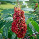 75 Seeds SMOOTH SUMAC Red Berries Rhus Glabra Borealis ipping