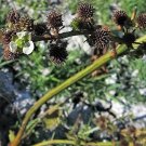 100 Seeds UPRIGHT BUR Aquatic Burr Cellophane Sword Echinodorus Berteroi