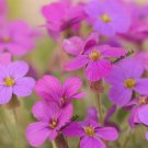 150 Seeds SPRING CHARM ROCKCRESS Rose Rock Cress Arabis Arendsii Flower Mix
