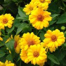 50 Seeds SUMMER SUN SUNDROPS Yellow Heliopsis Scabra False Sunflower Flower
