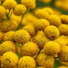 100 Seeds YELLOW TANSY Double Golden Buttons Fern Leaf Tanacetum Vulgare Flower