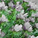 25 Seeds WHITE VIPER'S BUGLOSS Echium Plantagineum White Bedder Flower