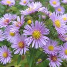 100 Seeds HEART LEAVED ASTER Cordifolius Blue Wood Aster Flower ip