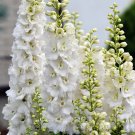 150 Seeds WHITE KING LARKSPUR Delphinium Consolida Giant Imperial Flower