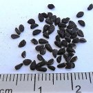 150 Seeds NIGELLA SATIVA BLACK CUMIN Spice Black Caraway Fennel Flower Herb