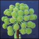 30 Seeds ANGELICA Archangelica Officinalis Edible Archangel Holy Ghost Herb