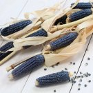 50 Seeds BLUE POPCORN Blue Kernels Pop White Corn Vegetable