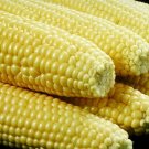 100 Seeds IOCHIEF YELLOW SWEET CORN AAS Winner Vegetable