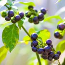 100 Seeds WONDERBERRY Sunberry Solanum Burbankii Retroflexum Fruit Berry Shrub