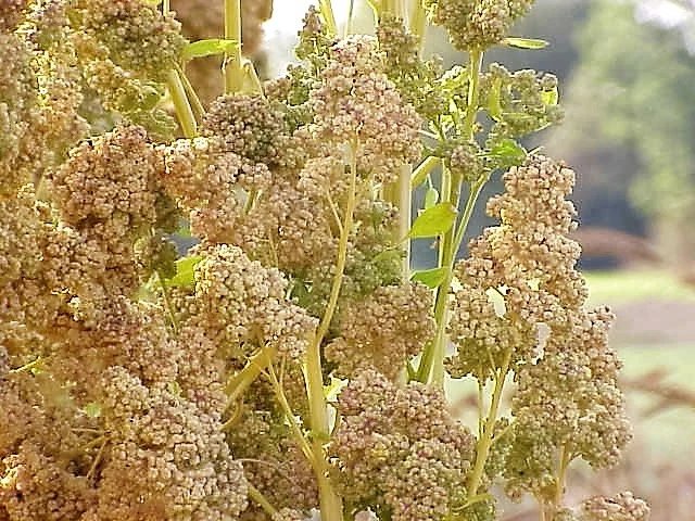 50 Seeds Organic MINT VANILLA QUINOA Green & White Chenopodium Vegetable Grain
