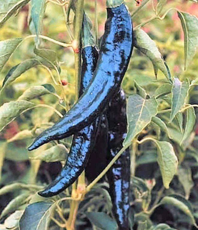 50 Seeds PASILLA BAJIO PEPPER Mexican Chile Negro Capsicum Annuum Vegetable