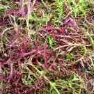 200 Seeds RED STREAKED MIZUNA MUSTARD Japanese Greens Brassica Juncea Vegetable
