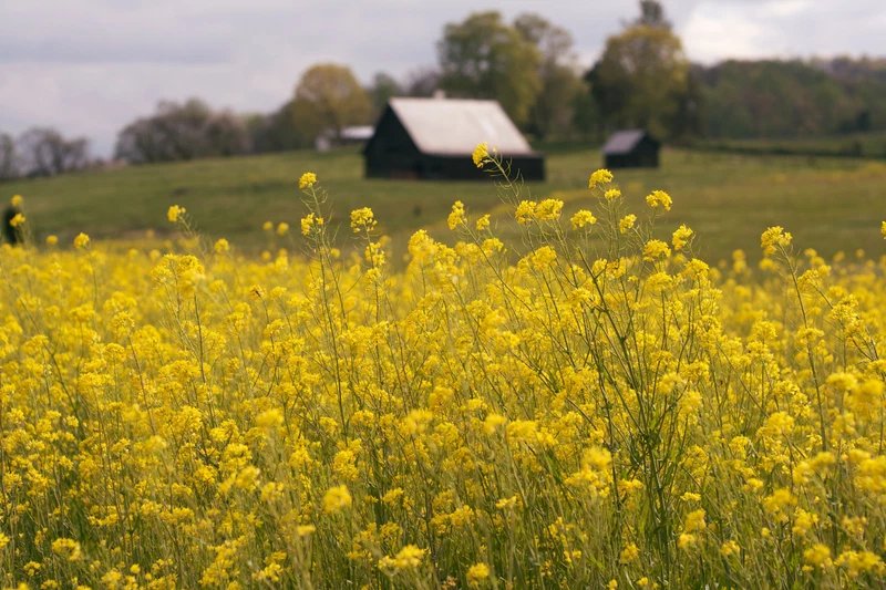 500 Seeds OLD FASHIONED MUSTARD Ragged Edge Brassica Juncea Vegetable