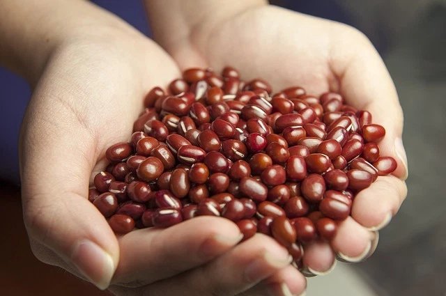 50 Seeds Organic SMALL RED BEAN Phaseolus Vegetable