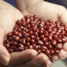 50 Seeds Organic SMALL RED BEAN Phaseolus Vegetable