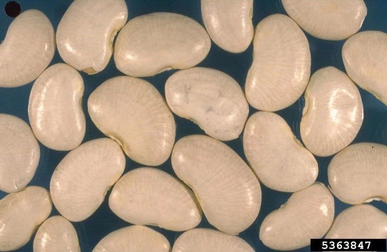 50 Seeds WHITE DIXIE LIMA BEAN Butterpea Phaseolus Vegetable